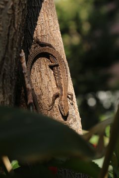 今年も庭のカナヘビ