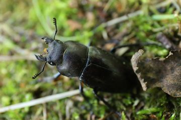 ミヤマクワガタもう終わり