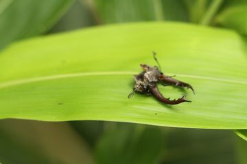 ミヤマクワガタもう終わり