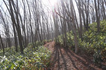 晩秋のN公園