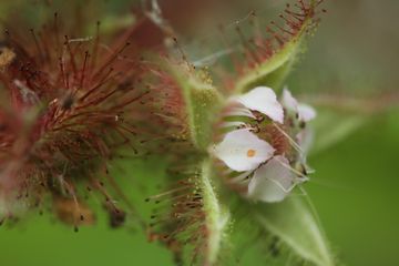 立春といっても寒い、だから花の写真でも