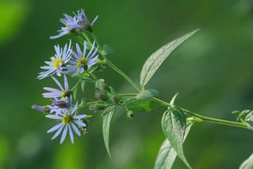 立春といっても寒い、だから花の写真でも