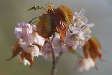 立春といっても寒い、だから花の写真でも