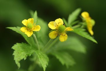 立春といっても寒い、だから花の写真でも