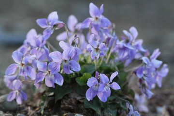 立春といっても寒い、だから花の写真でも