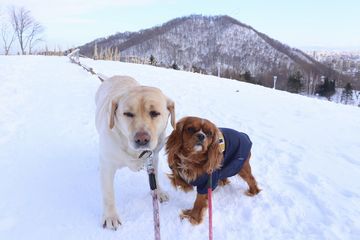 立春といっても寒い、だから花の写真でも