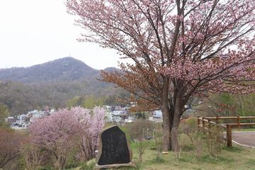 桜も満開からそろそろ終わりへ