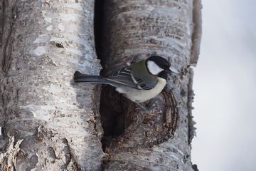 自然と音楽を愛する者 シジュウカラ この穴は巣には不適