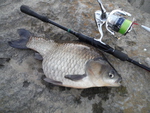 魚食系男子