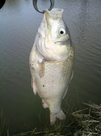 2/20 ブラックバス釣果 2011/02/20 12:43:46