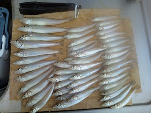 久々の釣りで、人生初の・・・