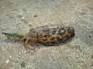 渡ってコラボ。