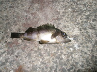 2012　釣りはじめ　2