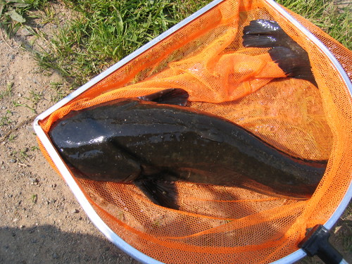 釣りぬけるポイントがひとつありゃいいのに 多摩川 ナマズ釣れました