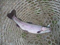 ペンシルに始まり、ペンシルに終わる・・・FR上永野