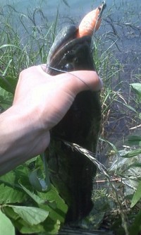 ぼちぼち