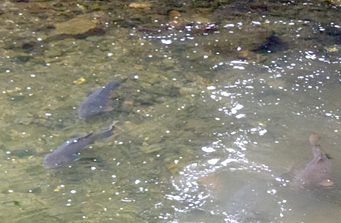 サムルアーズが好き 鴨川での釣り