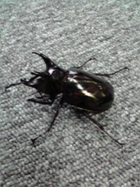 異国のカブトムシ 2008/09/02 18:00:00