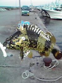 またロック行ってきました。 2008/12/30 10:06:00