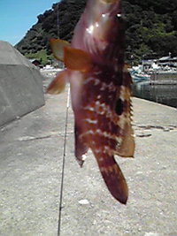 敦賀で魚釣り 2009/08/16 15:49:48