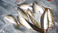 ajing修業　eging修業(＞△＜)　回想入り 2013/10/06 14:02:00