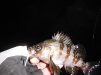 何とか20cm(′・ω・`) 2013/12/01 03:56:00