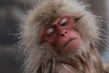 snow　monkey