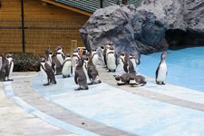 ＧＷ～動物園と農作業