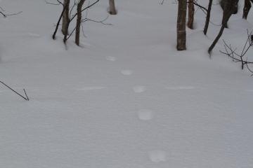 動物の足跡は語る