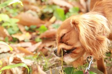 マーサはエゾリスかな：エゾリス定期観察2013年11月