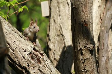 エゾリス定期観察2013年5月：70-200mmで撮影