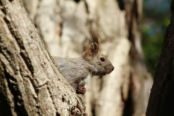 エゾリス定期観察2013年5月：70-200mmで撮影