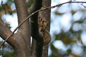 自然と音楽を愛する者 シマリスがナナカマドの実を食べる かわいい