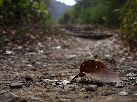 神経痛のリハビリに業平道と恩智越えを歩いてきた