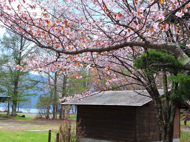 日光中禅寺湖の菖蒲ヶ浜で2泊3日のソロキャンプ！