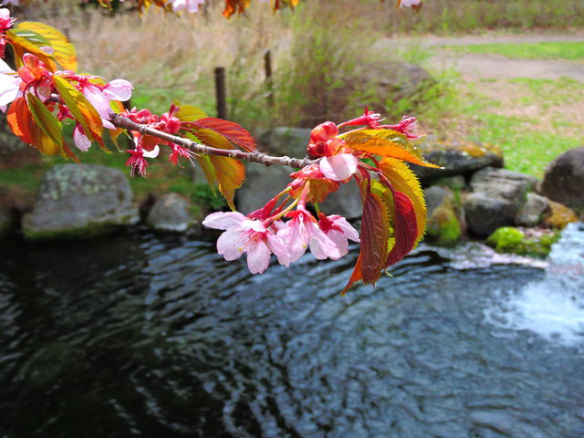 日光中禅寺湖の菖蒲ヶ浜で2泊3日のソロキャンプ！