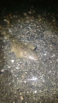 初夏のサーフで 2015/07/07 04:04:10