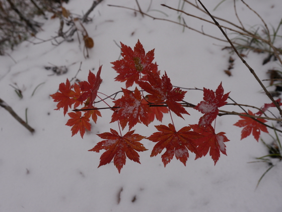 初雪ハイク
