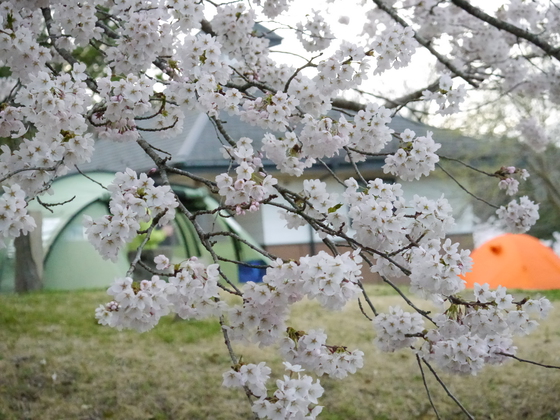 花見キャンプ２０１７