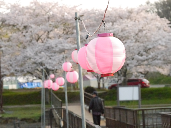 花見キャンプ２０１７