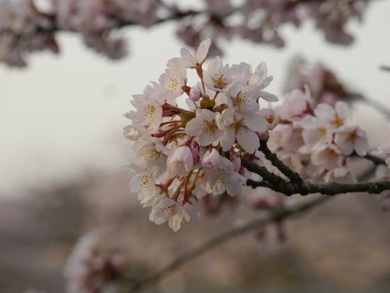 花見キャンプ２０１７