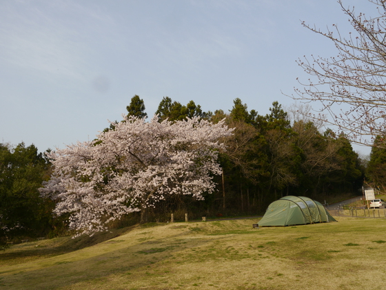 花見キャンプ２０１７