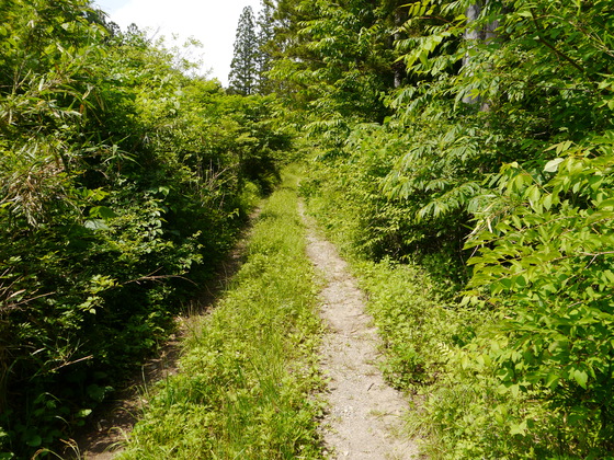 大倉山、蜂倉山ハイク