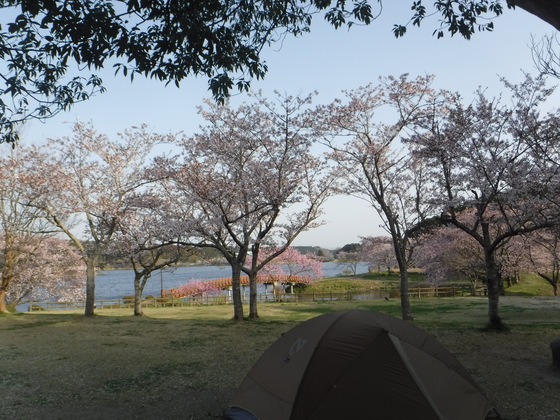 花見キャンプ2019
