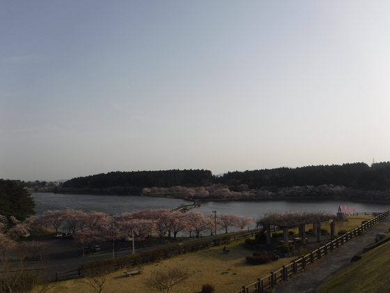 花見キャンプ2019