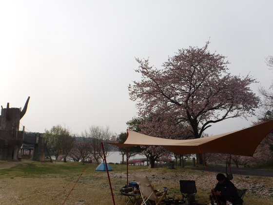 花見キャンプ2019
