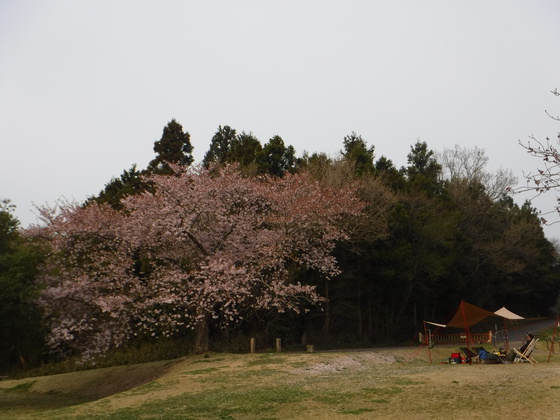 花見キャンプ2019