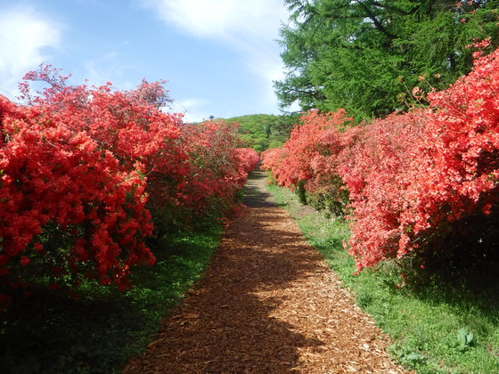 徳仙丈山・大森山hiku