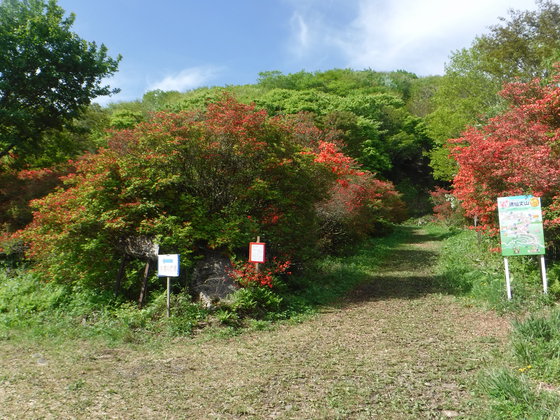 徳仙丈山・大森山hiku