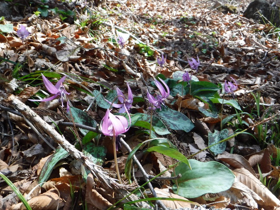 笹倉山hike